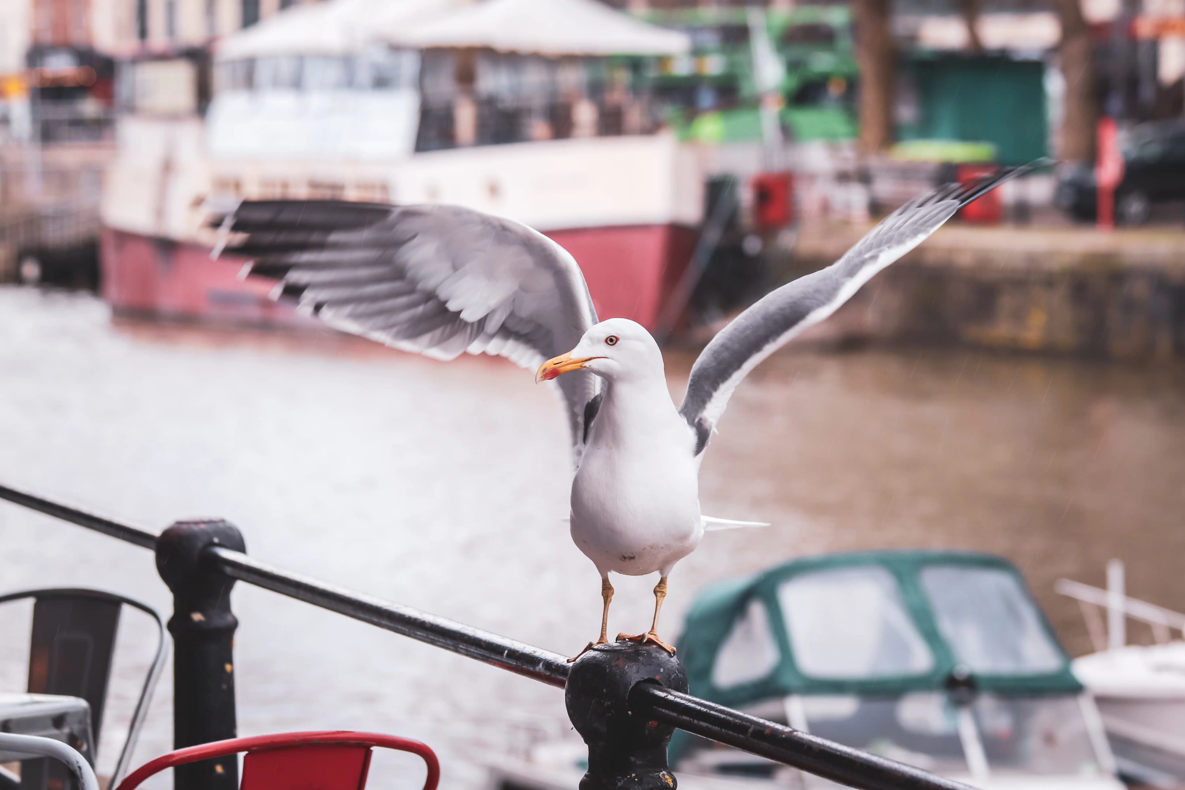 Nelson the Seagull